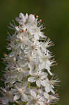 Osceola's plume <BR>Death camas <BR>Crow poison